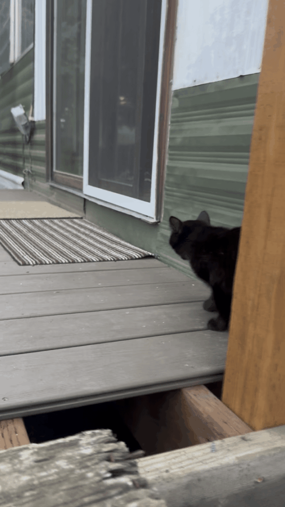 First interaction between my cat and a stray