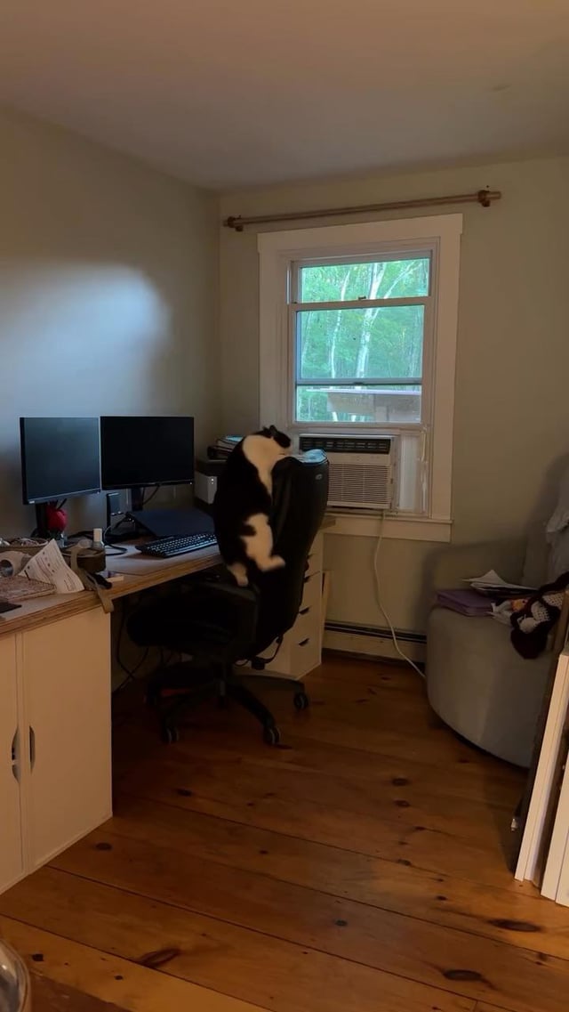 My best friend was a cat, and now he is gone.