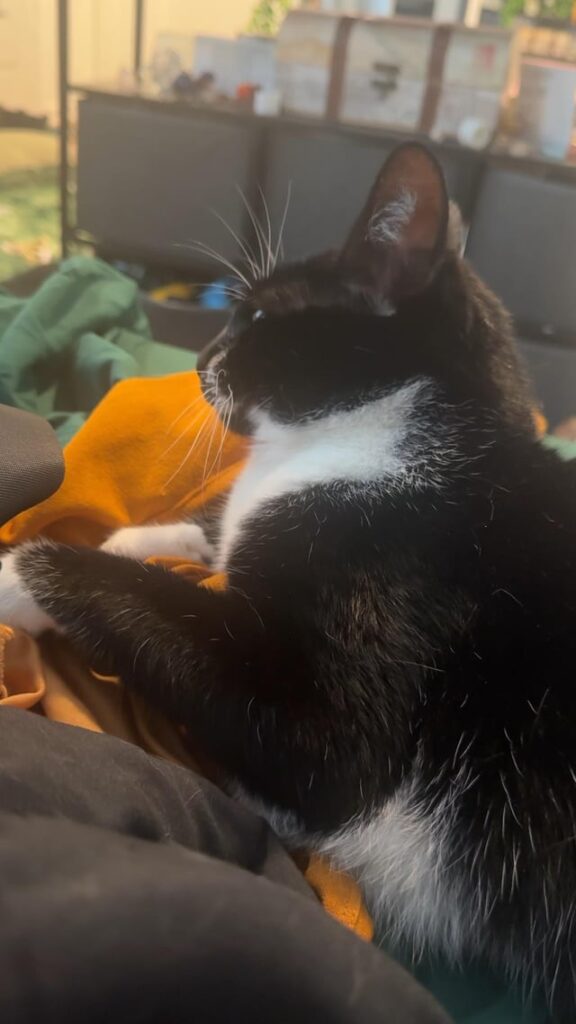 My cat sticks her claws out and grabs whatever she’s laying on when I