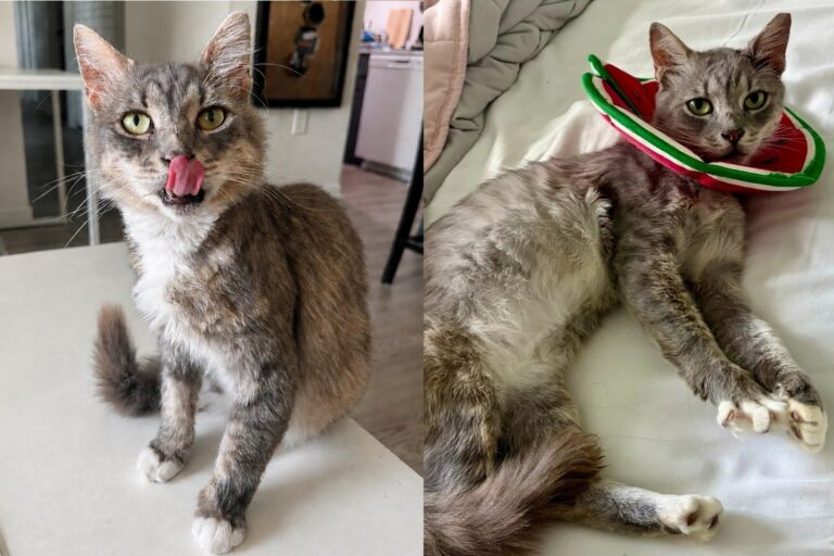 Cat Found Wandering Major Street With a Deep Wound on Head Never