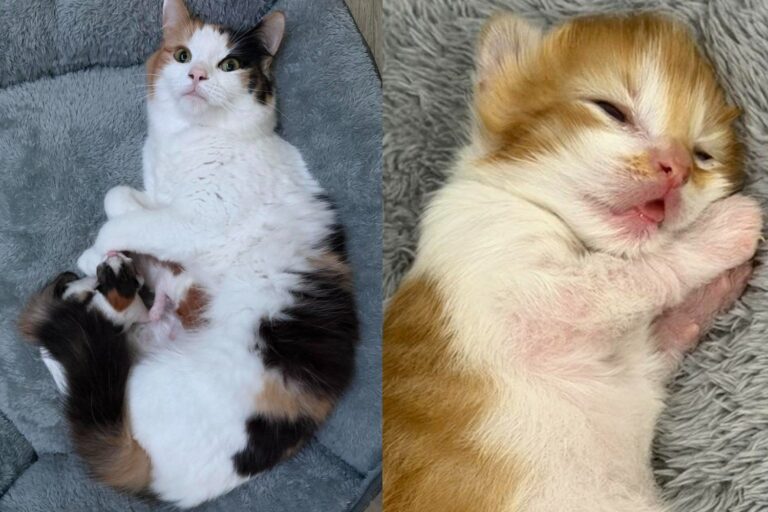 Calico Mama Cat and Her Two Roly Poly Babies Are Growing Big and