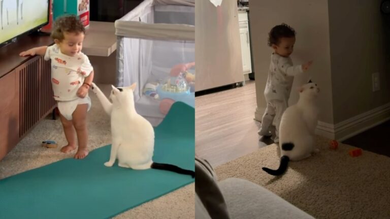 Cat & Toddler Have Their Own Little Playtime When Nobody’s Looking
