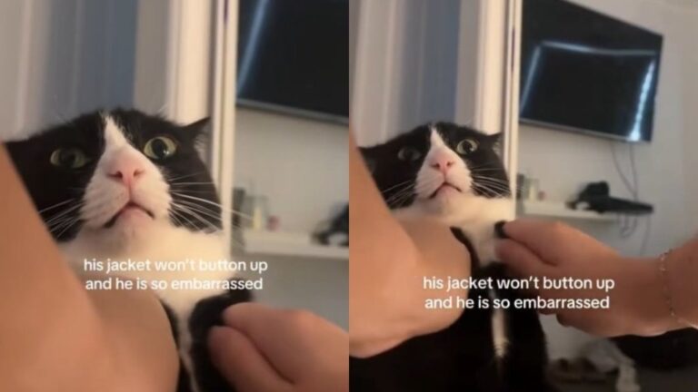 Cat Can’t Fit Into His Jacket & His ‘Embarrassed’ Reaction Makes the