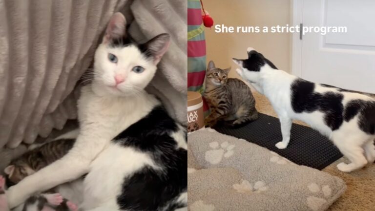 Cat Has a Sweet Face, but Her Parenting Style Means Business