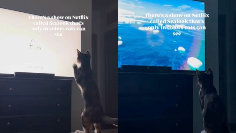 Cat Discovers a Netflix Show Made in Colors She Can See & Immediately