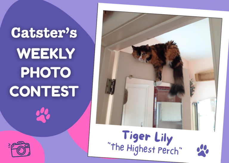 Catster’s Weekly Photo Contest Winners: The Highest Perch (September