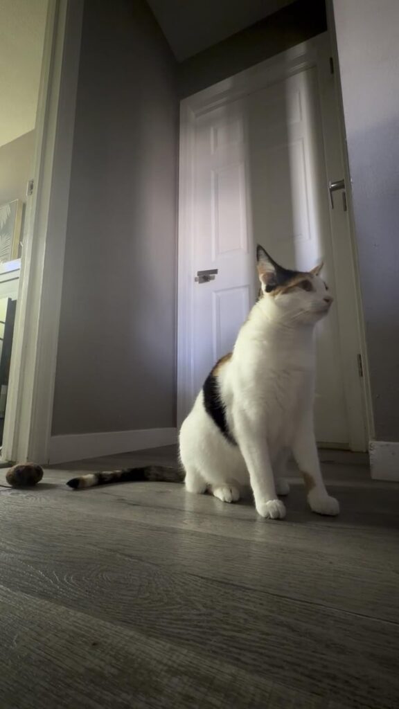 Help needed: screaming cat when shut out
