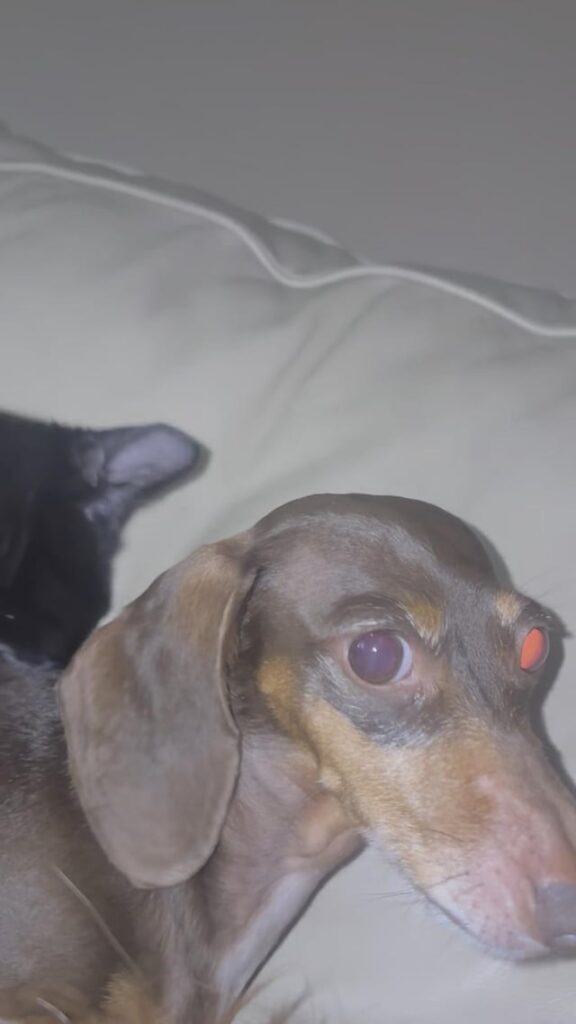 Smol engine void to smol house panther
