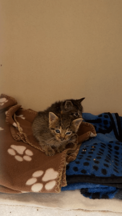 Newest tiny inmates at the shelter