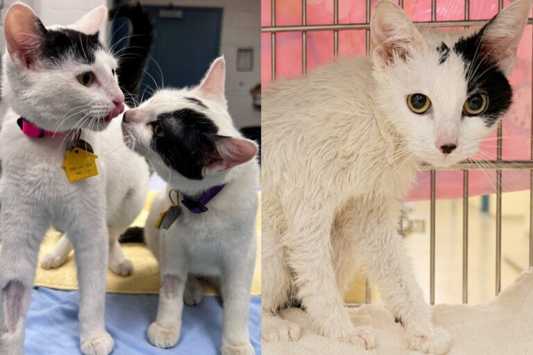 Two Kittens Thrown From a Moving Truck Soaked in Bleach Held On to