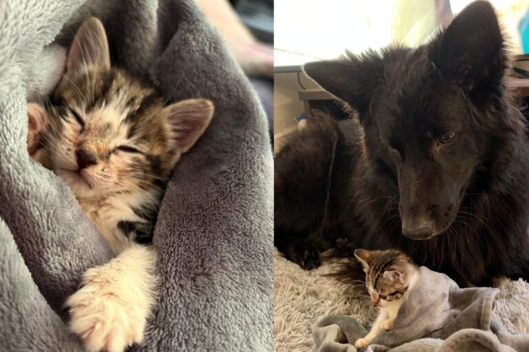 Kitten Found Abandoned in a Cardboard Box Now Spends Her Days Bossing