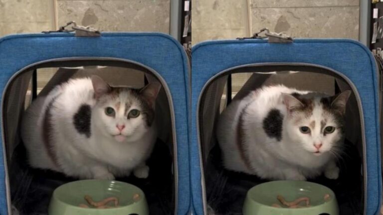‘Afraid’ Foster Cat Cries After Being Surrendered, but Finally Finds