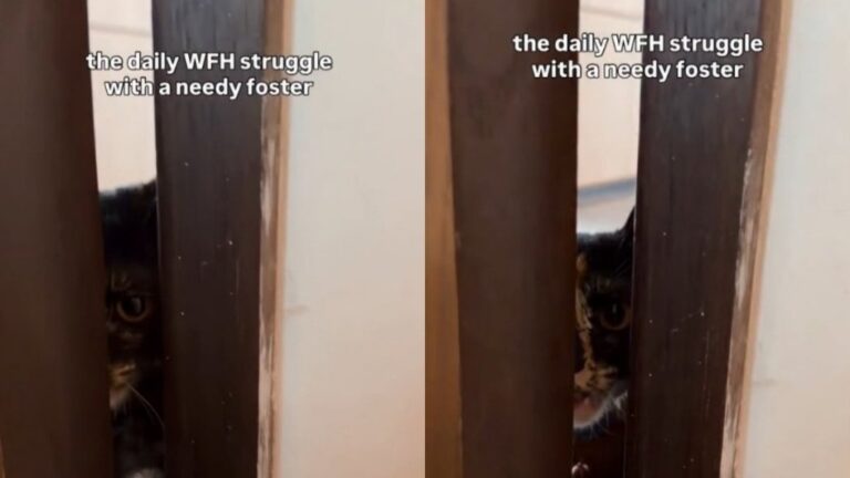 Foster Cat Makes a Strong Case That Working From Home Is Really Just