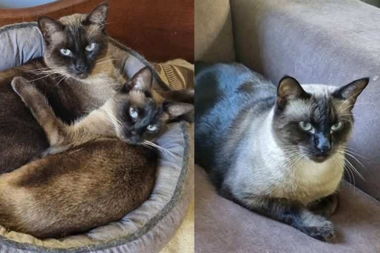 Two Cats Found Wary of the World and Alone on the Street Are Shy