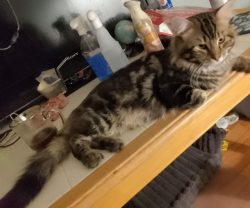 We been calling him Fatso