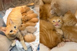 Seven Orange Tabby Kittens Found Under a Fallen Tree at a Senior Home