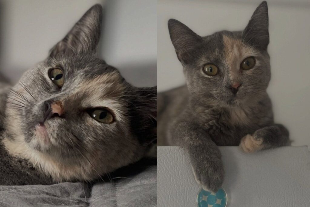 Kitten Was Only Supposed to Be Trapped and Released, but Chose