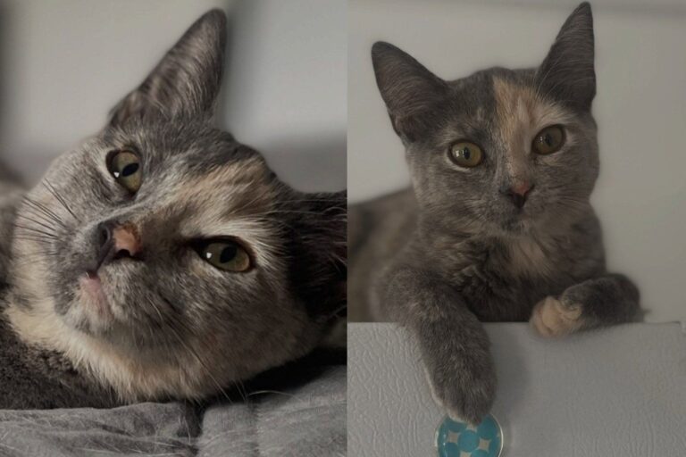 Kitten Was Only Supposed to Be Trapped and Released, but Chose
