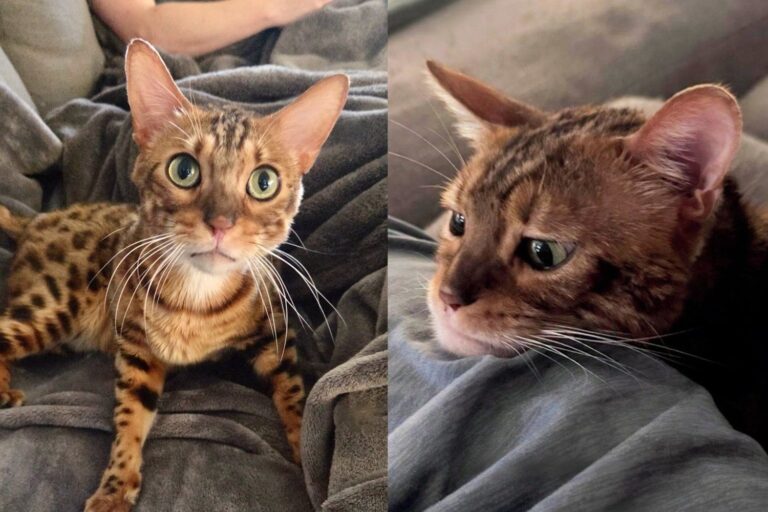 Bengal Cat With Enormous Eyes and No Concept of Personal Space Meows