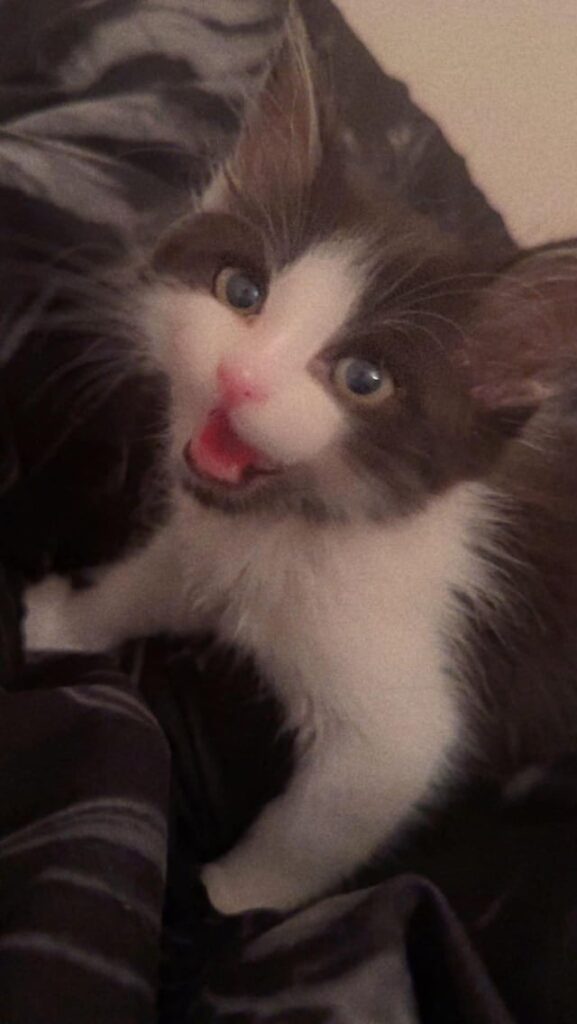 Sisi as a kitten. She already had a lot to say.