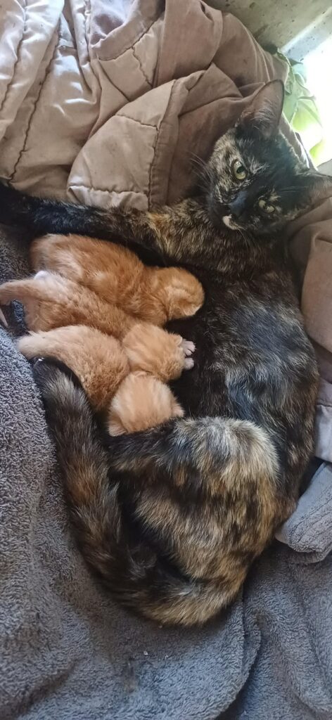 Strays under the houae