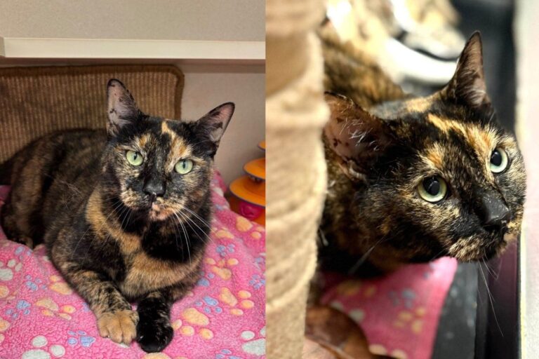 Cat Left Outside a Shelter Leans Into Every Hand as If No One Ever