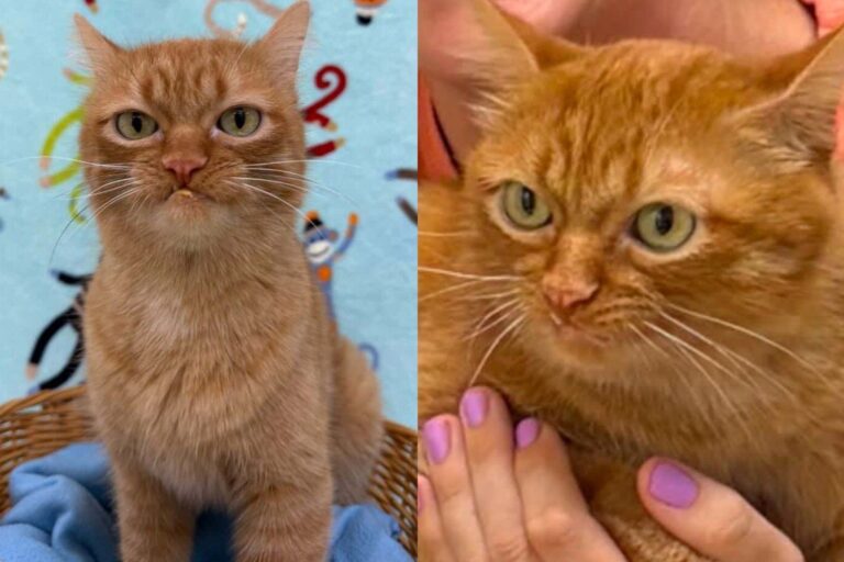 Snaggle-Toothed Cat Lost His Home of Five Years, but His Nose for