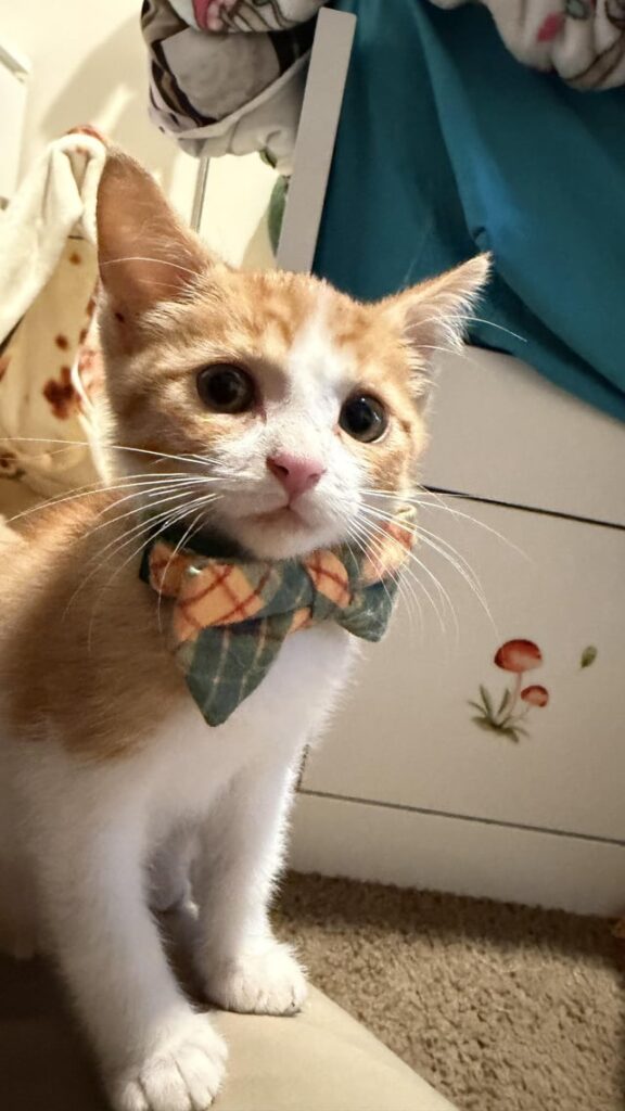 I got a new photogenic Kitty!