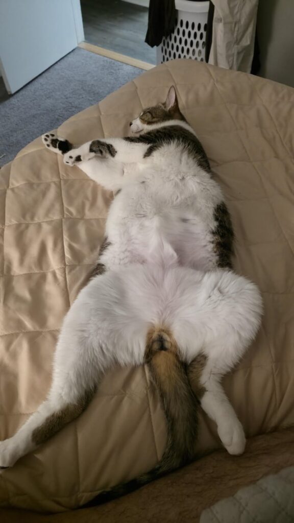 Why does my cat sleep like this ?