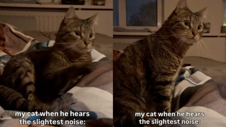 Cat Was Supposed To Make Owner Feel Safer Living Alone but He’s the