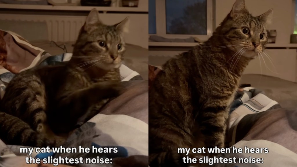 Cat Was Supposed To Make Owner Feel Safer Living Alone but He’s the
