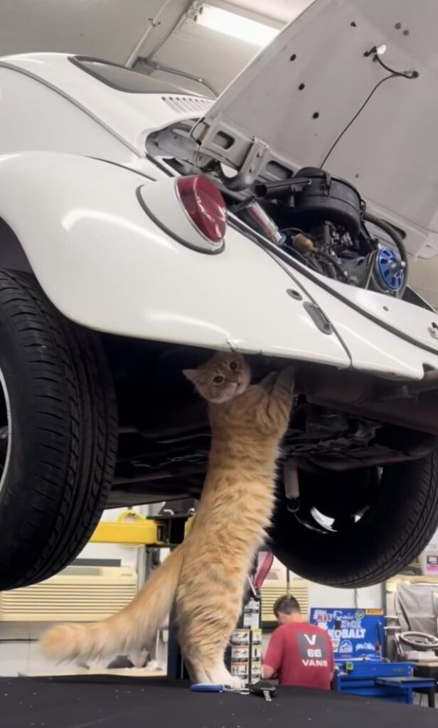 Performance Mechanic