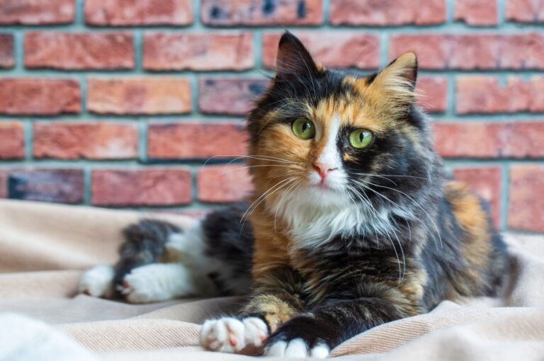 What Really Goes on Inside a Cat’s Head All Day