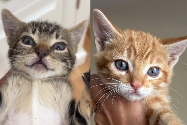 Five Colony Kittens Needed Gloves To Handle for Only Two Days Before
