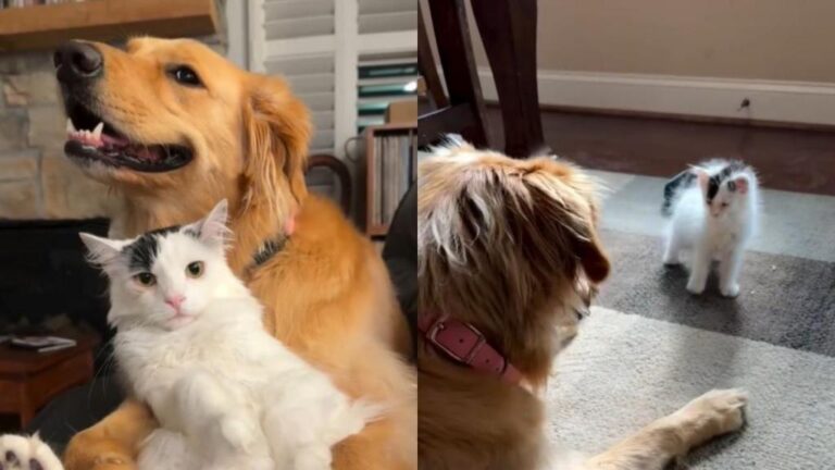 Tiny Kitten & Golden Retriever Were Strangers Once, Then Their Story