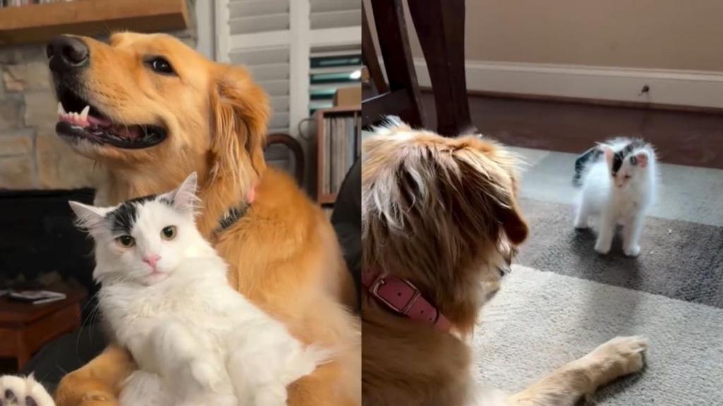 Tiny Kitten & Golden Retriever Were Strangers Once, Then Their Story