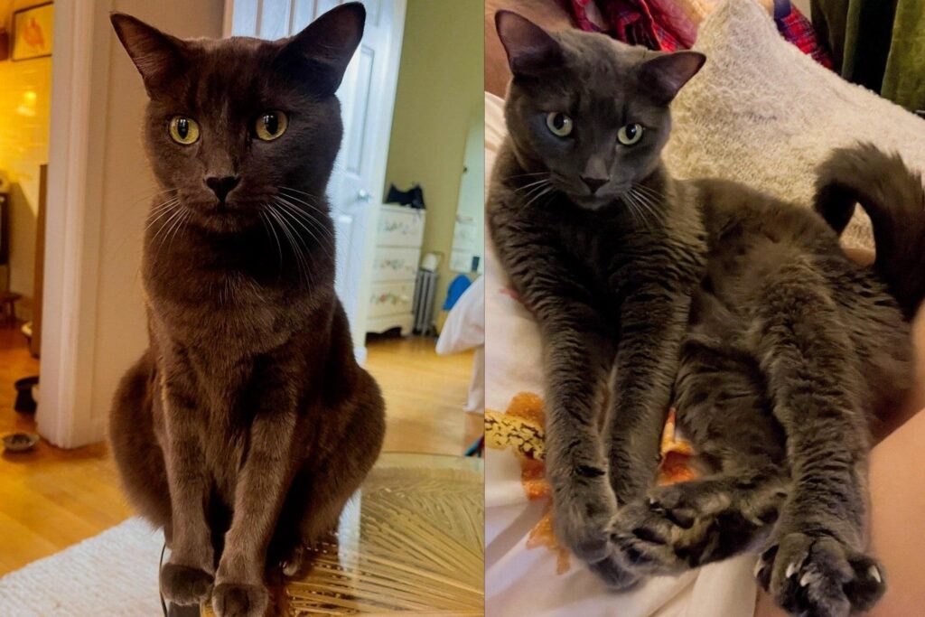 Cat Passed From Home to Home Was Reunited With His Rescue by a