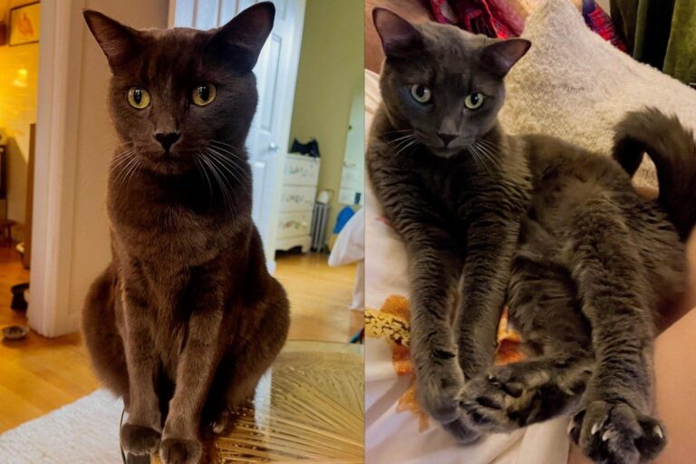 Cat Passed From Home to Home Was Reunited With His Rescue by a
