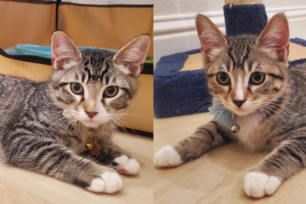Bonded Kittens From a Packed Shelter Now Spend Their Nights Watching