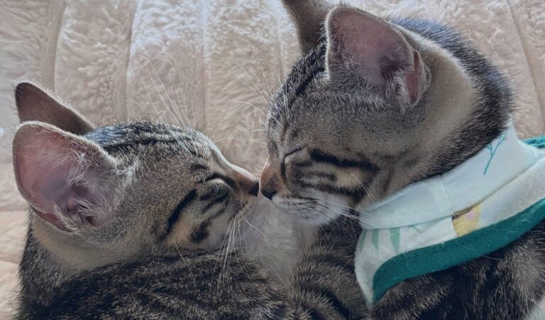 Bonded Kittens Forced Outside From Safety at Seven Weeks Old Are