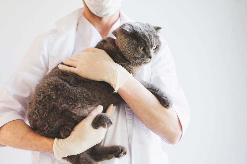The Health Issues That Are Easy to Miss in Senior Cats