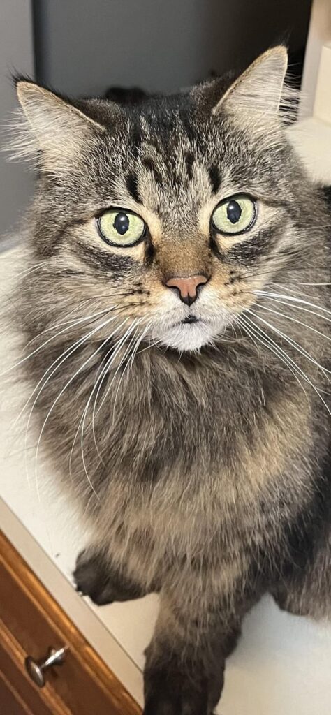 Tribute to my 17 year old buddy, Mister.