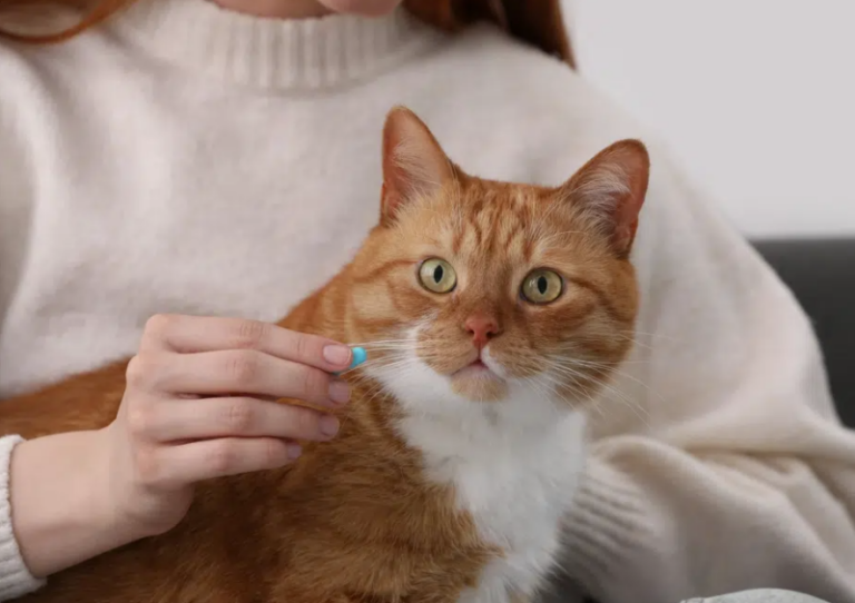 Relax: How Anti-Anxiety Meds Could Save the Lives of Blocked Cats