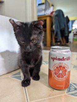 Adopted a smol void criminal