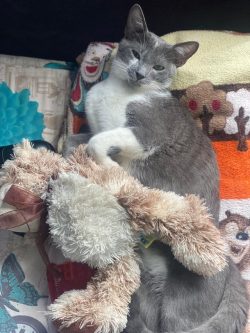 Justo a sleepy baby and her teddy