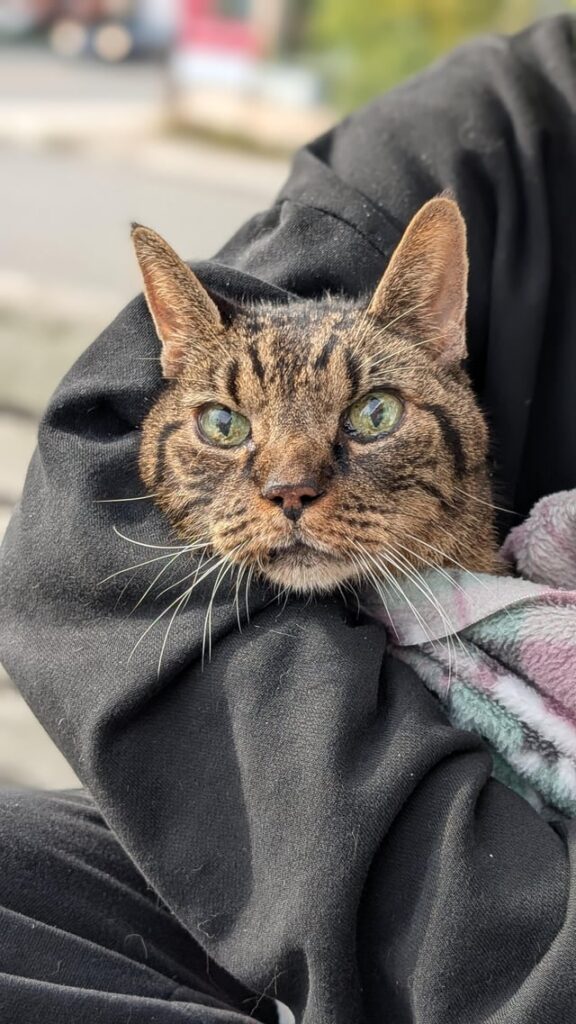 We had to say goodbye to our sweet handsome man on Friday. Share a