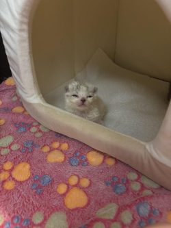 2 smol 4 him hut